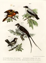 Minivet scarlatto, 1864